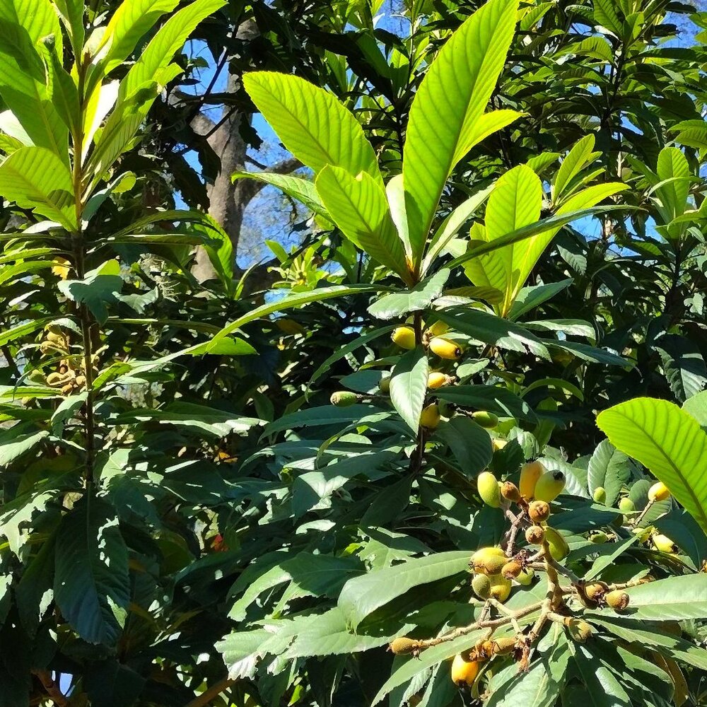 Fast Growing Florida Loquat Japanese Plum Fruit Tree Seeds